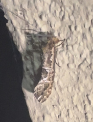 Moerarchis inconcisella