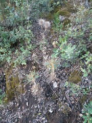 Ptilostemon hispanicus