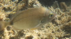 Diplodus annularis