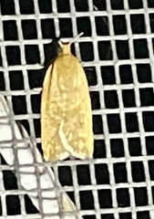 Clepsis divulsana