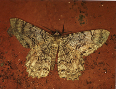 Epimecis fraternaria