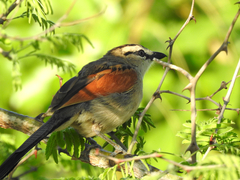 Tchagra australis