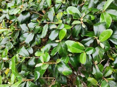 Elaeagnus oldhamii
