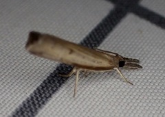 Fissicrambus mutabilis