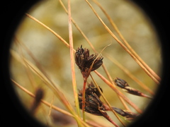 Juncus jacquinii