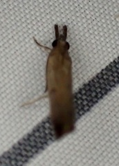 Fissicrambus mutabilis