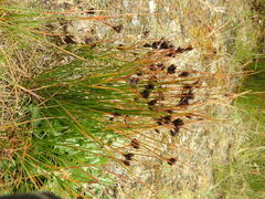 Juncus jacquinii