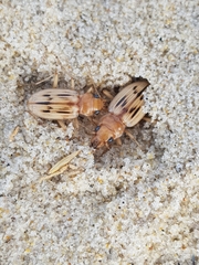 Eurynebria complanata