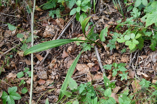 Veratrum maackii iNat (1)