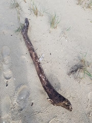 Eurynebria complanata