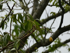 Ximenia americana