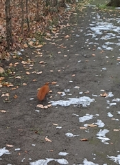 Sciurus vulgaris
