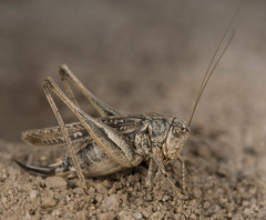 Platycleis albopunctata