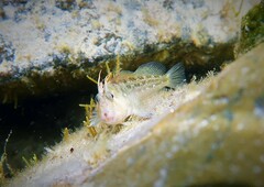 Parablennius tasmanianus