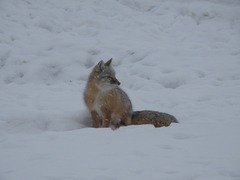 Vulpes corsac