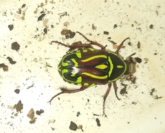 Eupoecila australasiae