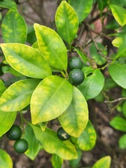 Citrus × microcarpa