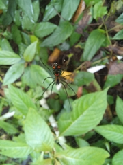 Leucauge argyrobapta