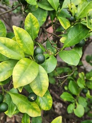 Citrus × microcarpa