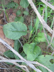 Pelargonium wuppertalense