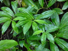 Costaceae