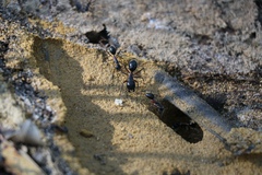 Camponotus intrepidus