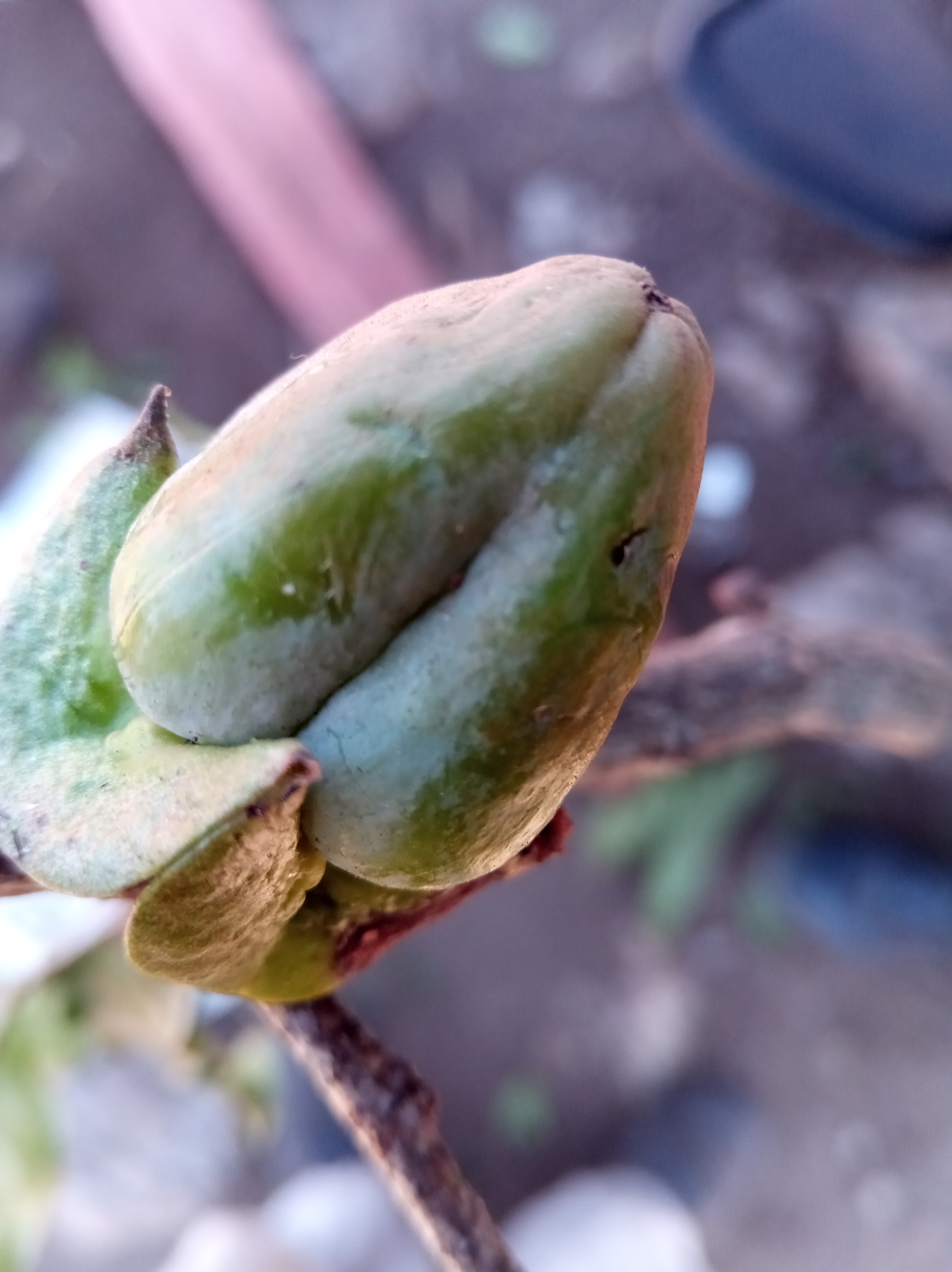 Diospyros mangabensis