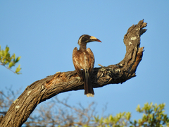Lophoceros nasutus