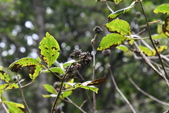 Eleutherococcus sessiliflorus