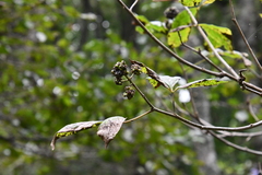 Eleutherococcus sessiliflorus