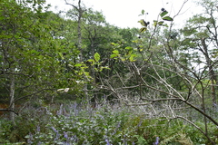 Eleutherococcus sessiliflorus