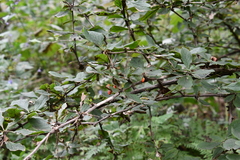 Berberis amurensis