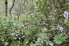 Berberis amurensis