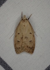 Machimia tentoriferella