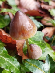 Parasola conopilea