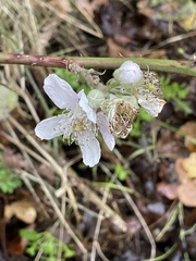Rubus ulmifolius