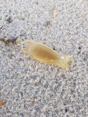 Scyliorhinus canicula