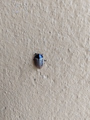 Poecilaspidella vittifera