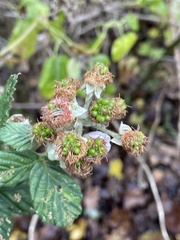 Rubus ulmifolius