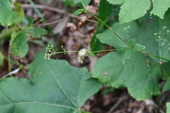Galium maximowiczii