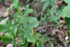 Galium maximowiczii