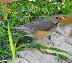 Turdus libonyana