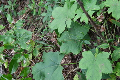 Galium maximowiczii