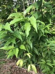 Maclura tinctoria