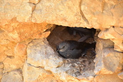 Onychognathus tristramii