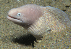 Gymnothorax thyrsoideus