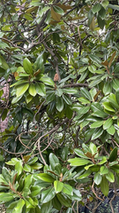 Magnolia grandiflora