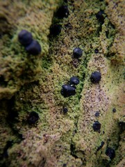 Bacidia schweinitzii