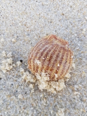 Calliactis parasitica