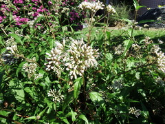 Eupatorium tashiroi